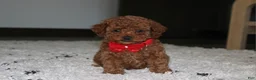 Toy Poodle dogs for sale: Archer - Ad 4