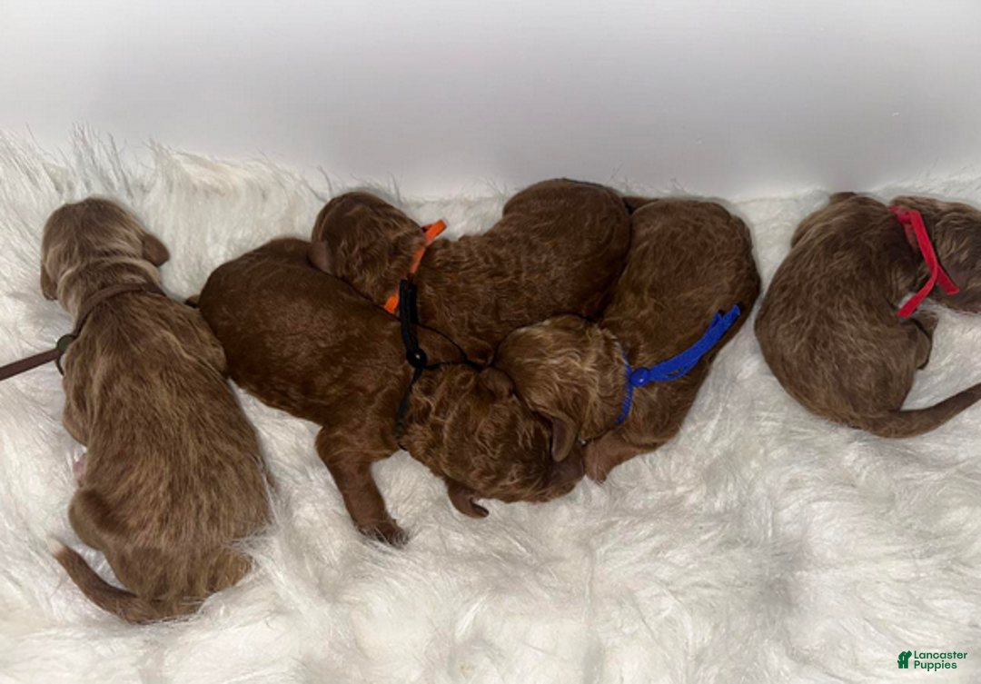 Goldendoodle dogs for sale: Orange boy - Ad 3