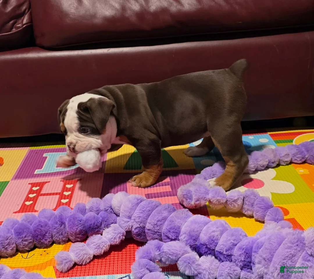 Olde English Bulldogge dogs for sale: Marshmallow (Marsha) - Ad 7