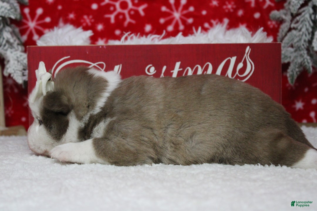 Pomsky dogs for sale: Denali  - Ad 11