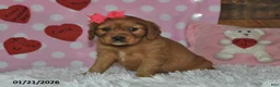 Miniature Golden Retriever dogs for sale: Fern - Ad 10