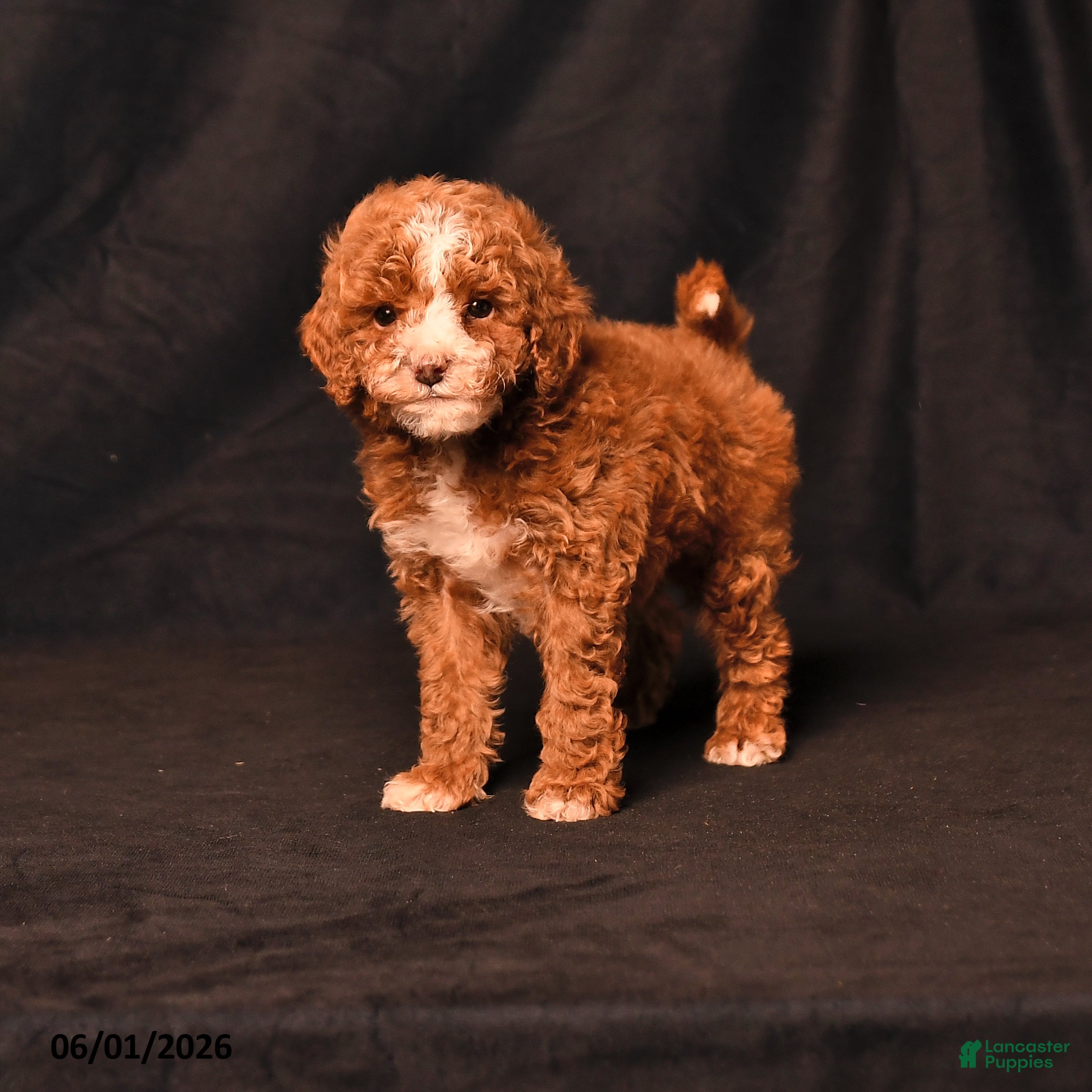 Toy Poodle dogs Derek - Ad 1
