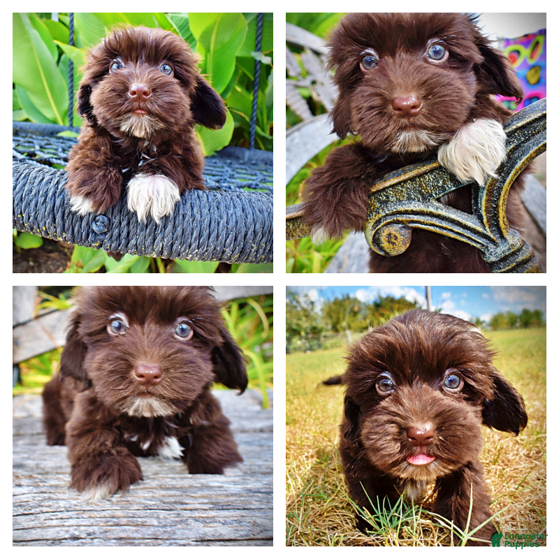 Havapoo dogs Kricket - Ad 1