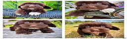 Havapoo dogs for sale: Kricket - Ad 1
