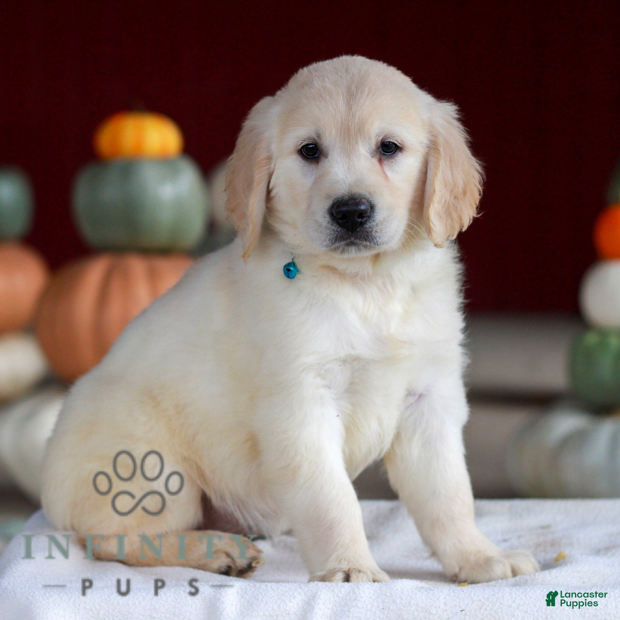 Golden Retriever dogs for sale: Lucy  - Ad 2