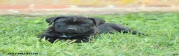 Cane Corso dogs for sale: Dreamer - Ad 3