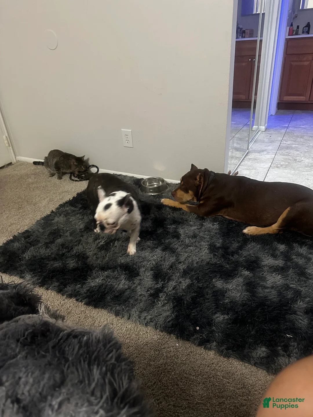 American Bully dogs for sale: American Bully Puppy 2 - Ad 2