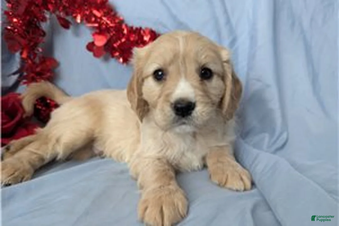 Mixed Breed dogs for sale: Cooper - Ad 8