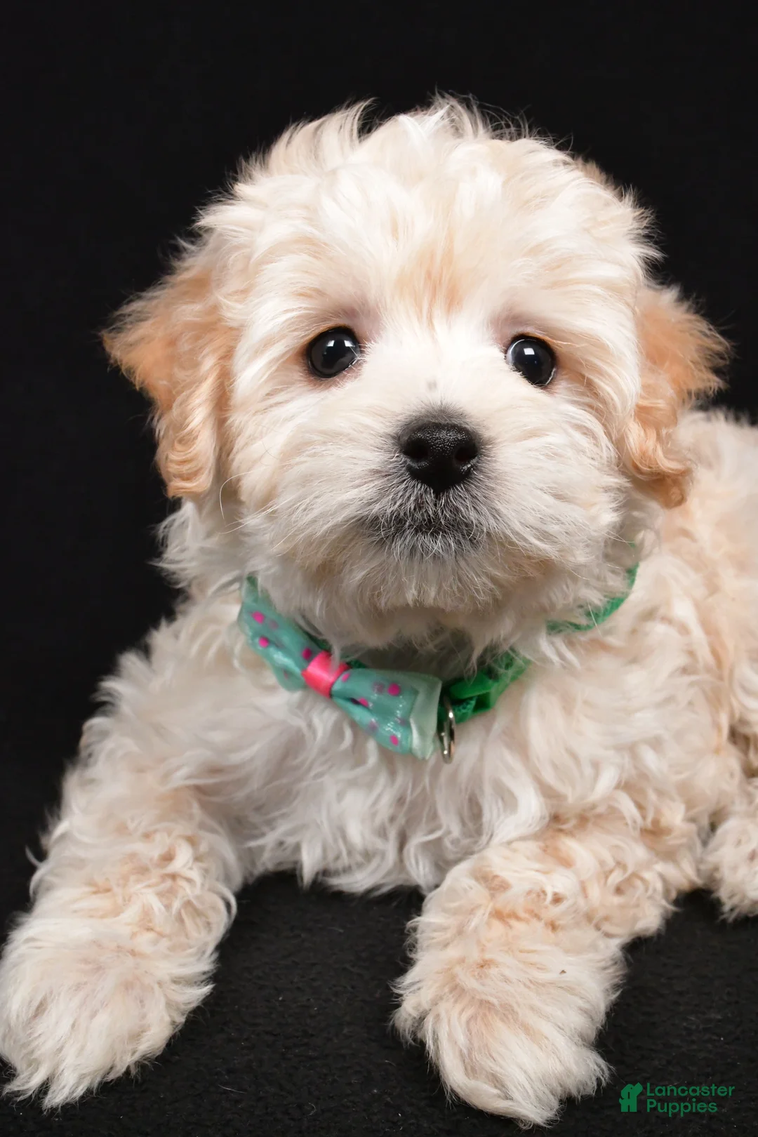 Maltipoo dogs for sale: Jack - Ad 5