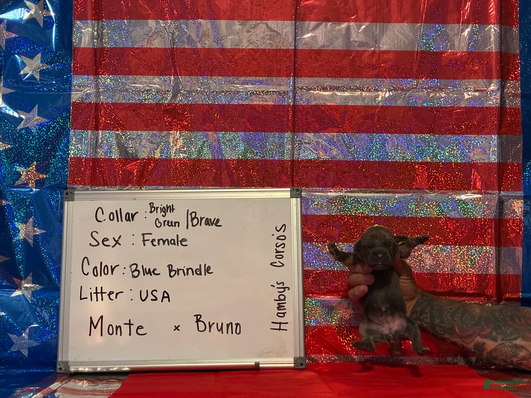 Cane Corso dogs for sale: Brave - Ad 1