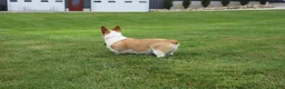 Welsh Corgi Pembroke dogs for sale: Queeny  - Ad 6