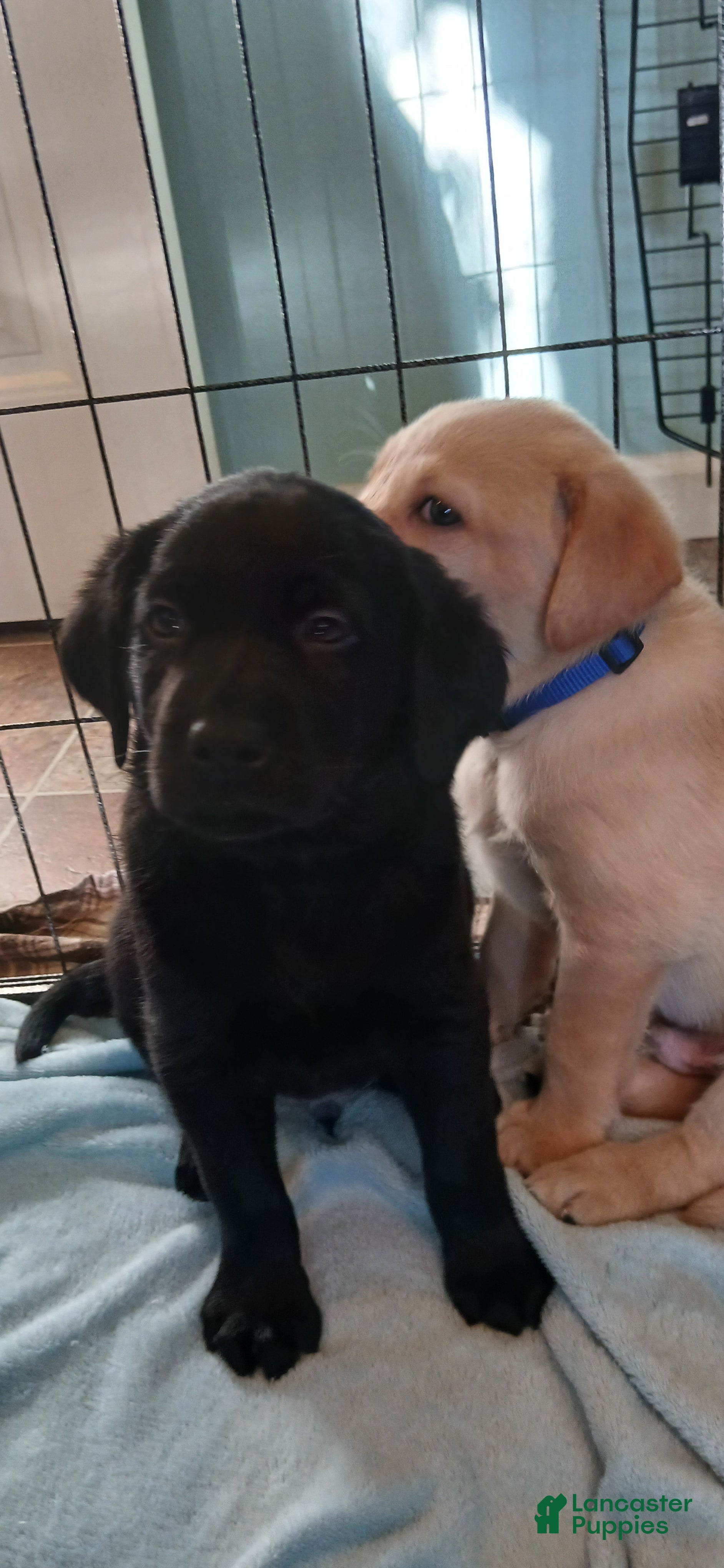 Labrador Retriever dogs Labrador Retriever Blue collar - Ad 9