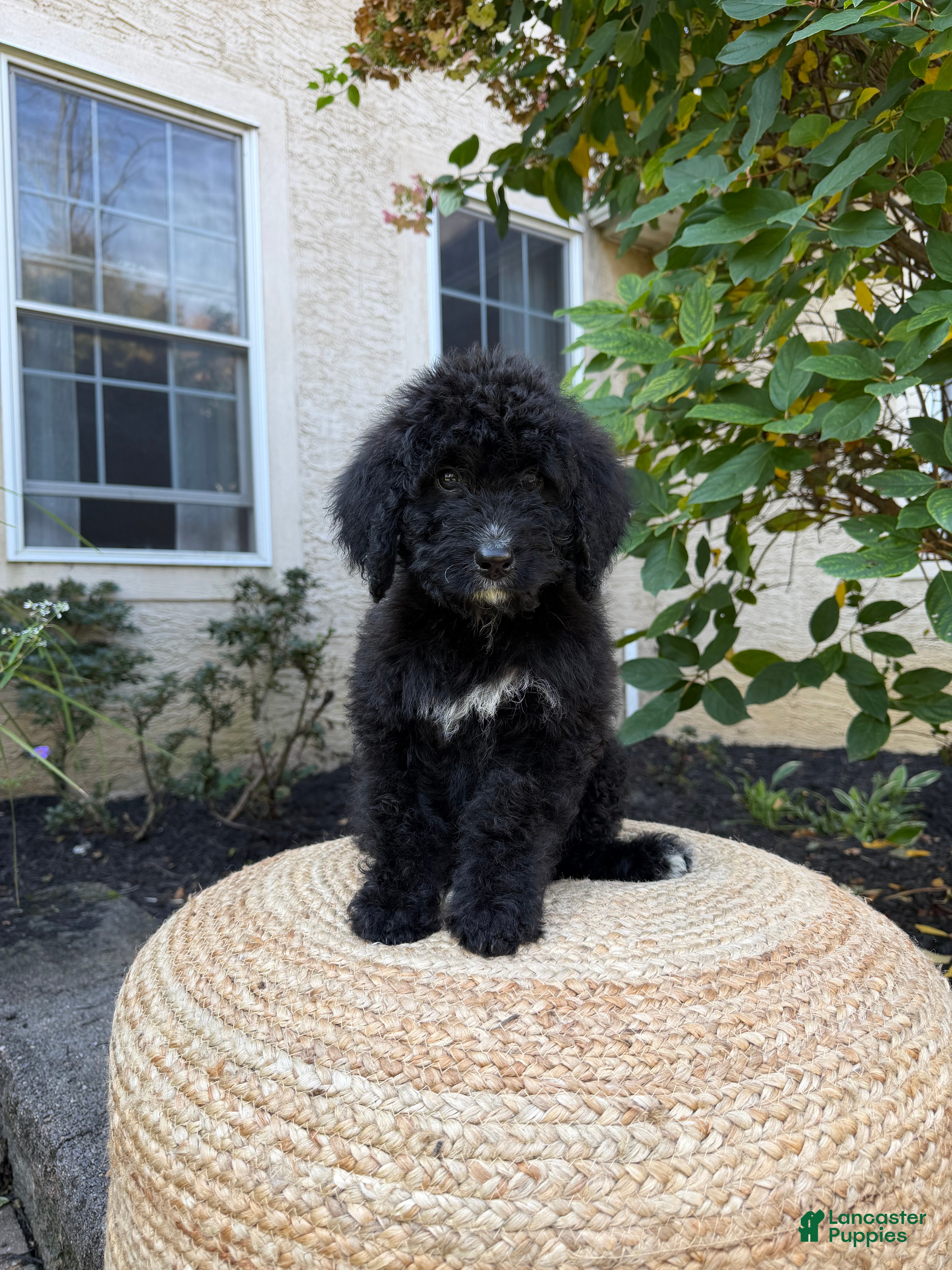 Bernedoodle dogs for sale: Nova - Ad 35