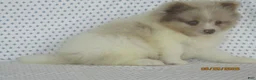 Pomeranian dogs for sale: Jordan - Ad 6