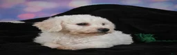 Bichon Frise dogs for sale: Jimmy - Ad 17