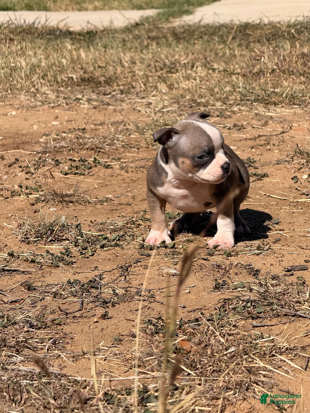 American Bully dogs for sale: American Bully Puppy 3 - Ad 4