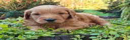 Goldendoodle dogs for sale: Rocky - Ad 11