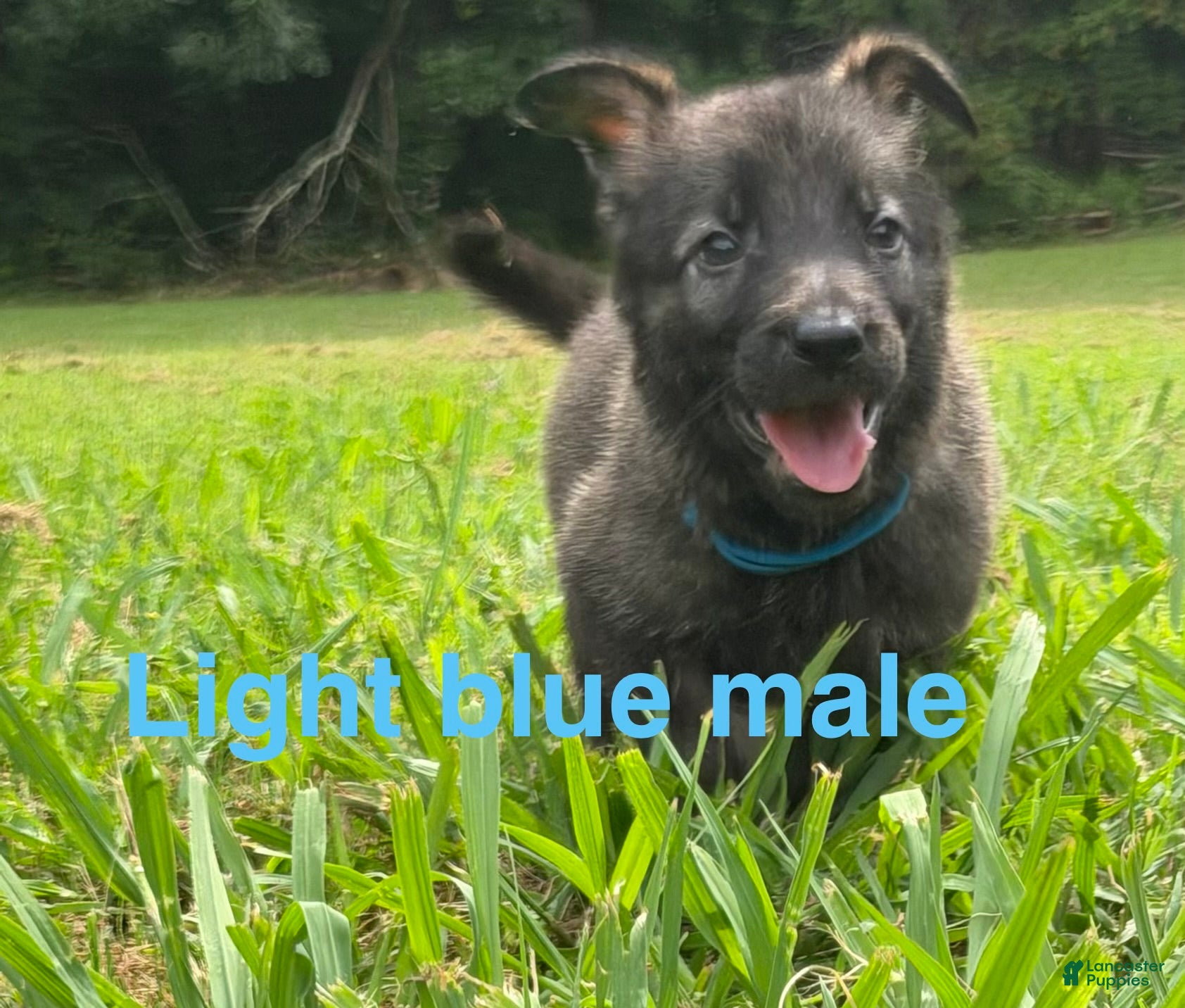 German Shepherd dogs German Shepherd Light Blue Collar - Ad 1