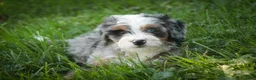 Mini Bernedoodle dogs for sale: Maya Mini Bernedoodle  - Ad 5