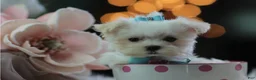 Maltese dogs for sale: Teacup Maltese 1 - Ad 2