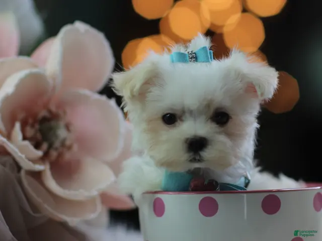 Maltese dogs for sale: Teacup Maltese 1 - Ad 2