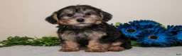 Yorkiepoo dogs for sale: Jett - Ad 2