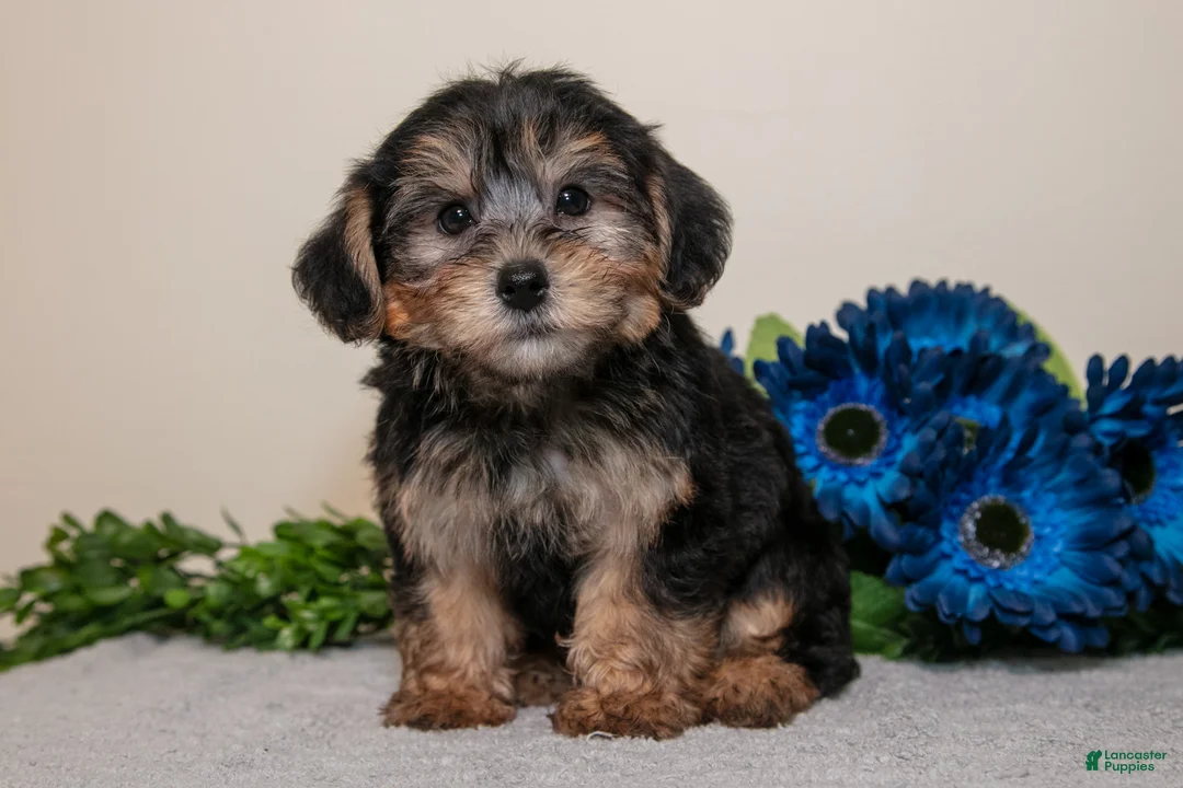 Yorkiepoo dogs for sale: Jett - Ad 2