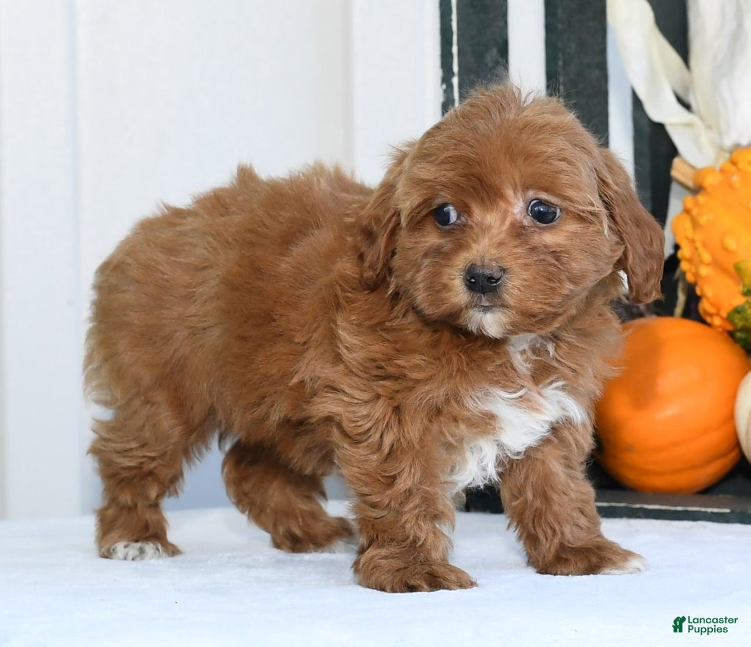 Havapoo dogs for sale: Quella - Ad 7