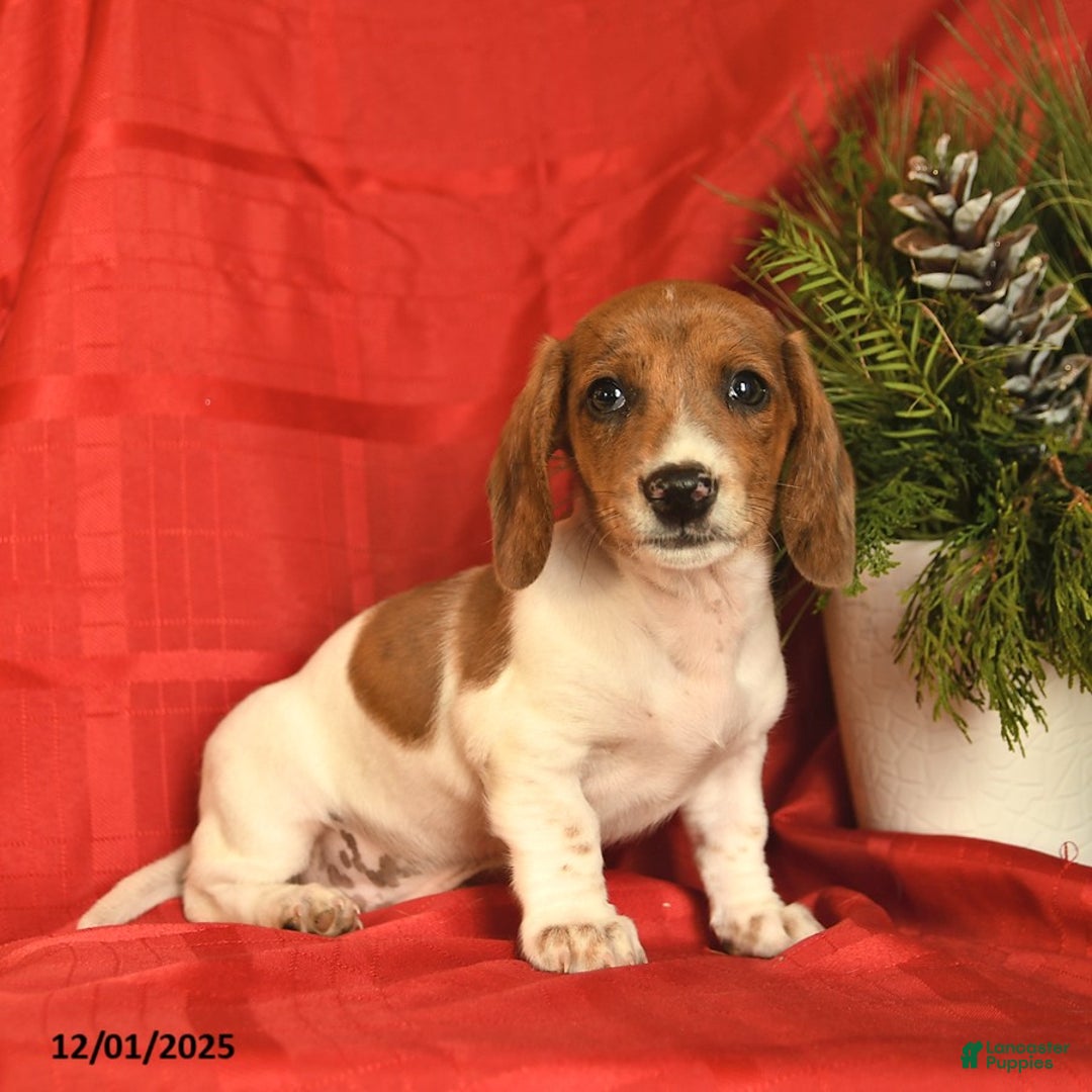 Miniature Dachshund dogs for sale: Jolly  - Ad 2