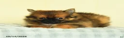 Pomeranian dogs for sale: Tori - Ad 4