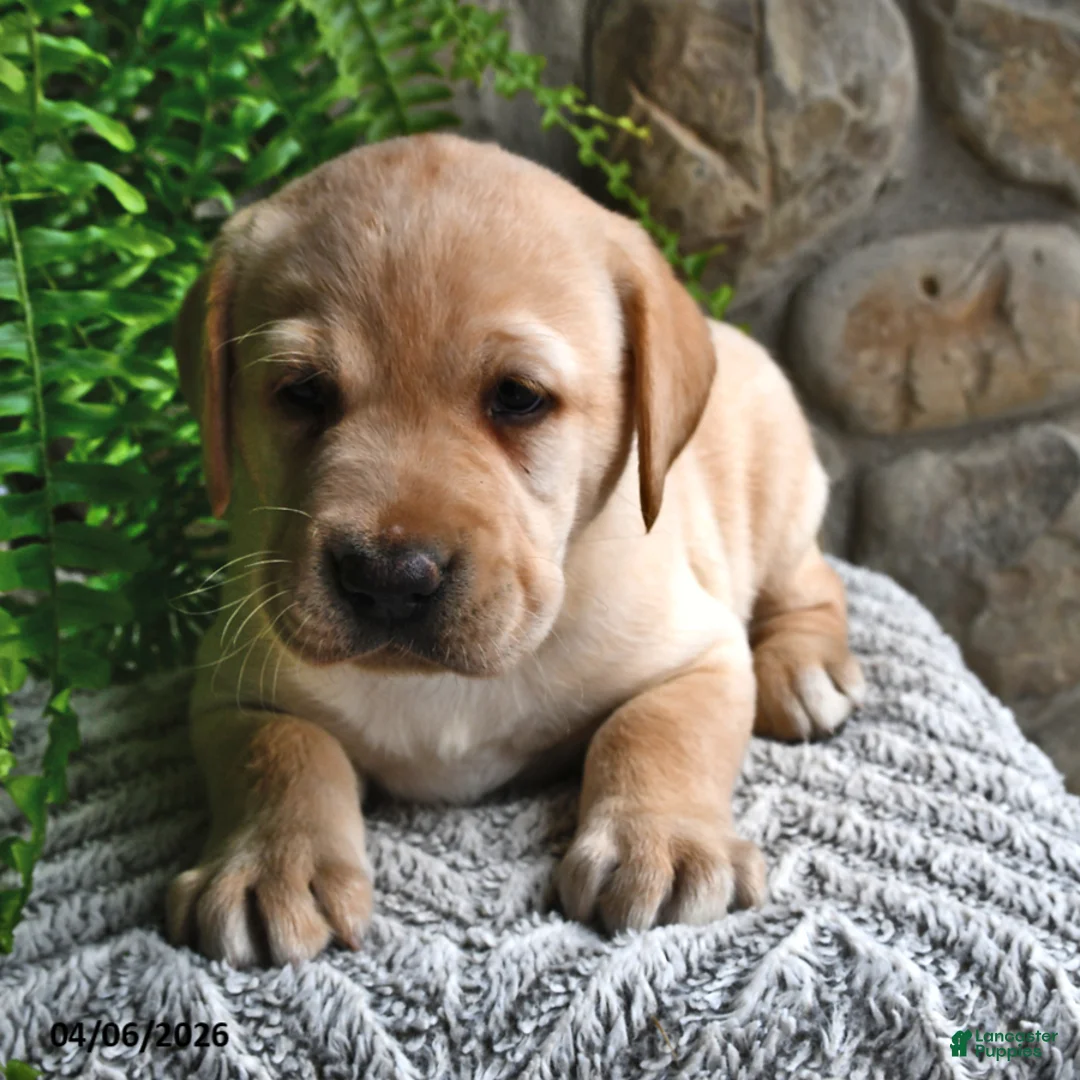 Labrador Retriever dogs for sale: Cinnamon - Ad 2