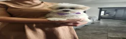Havanese dogs for sale: FROSTING - Ad 5