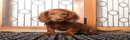 Miniature Dachshund dogs for sale: Hank - Sweet Mini Long Hair Dachshund  - Ad 3