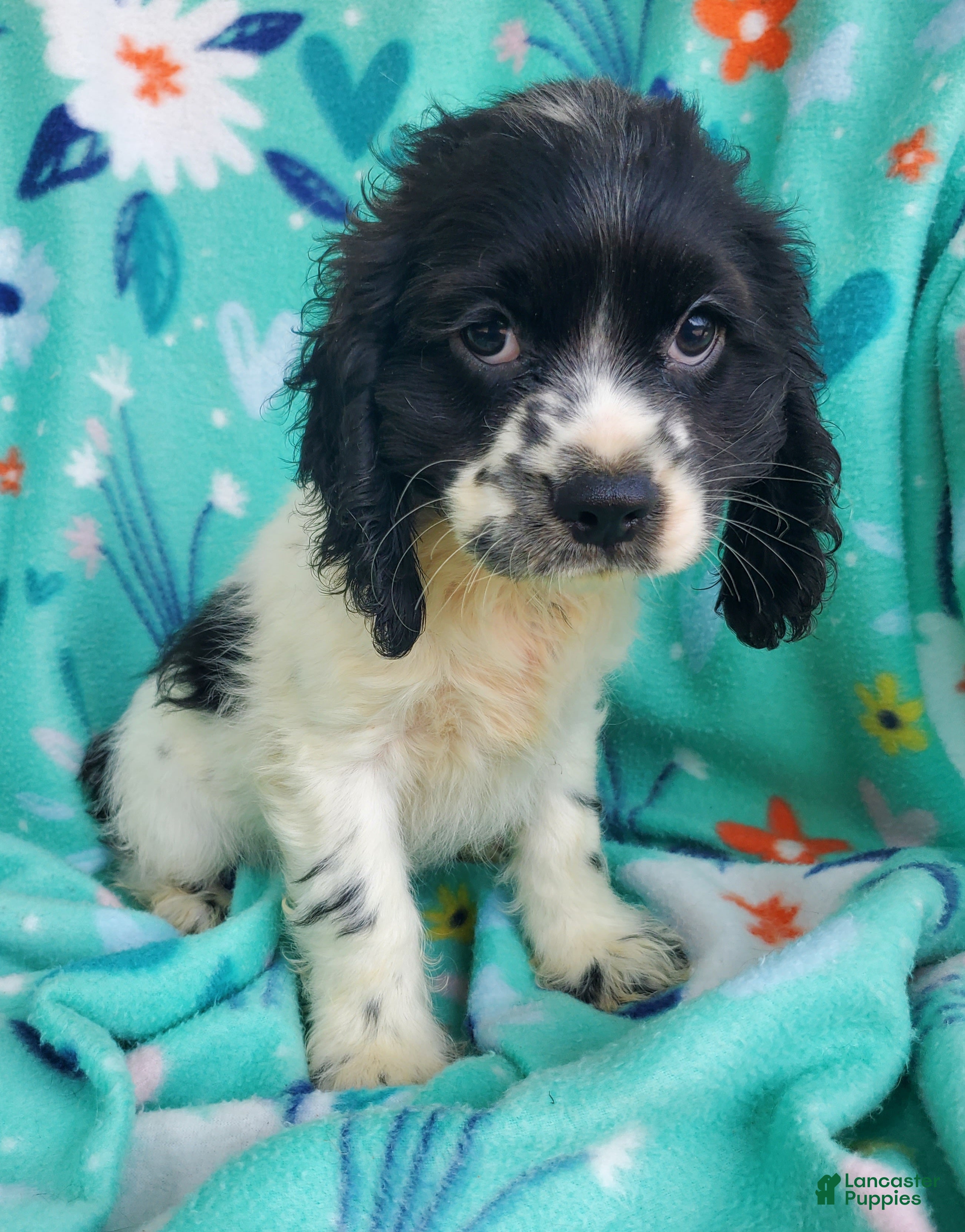 Cocker Spaniel dogs Frankie - Ad 2