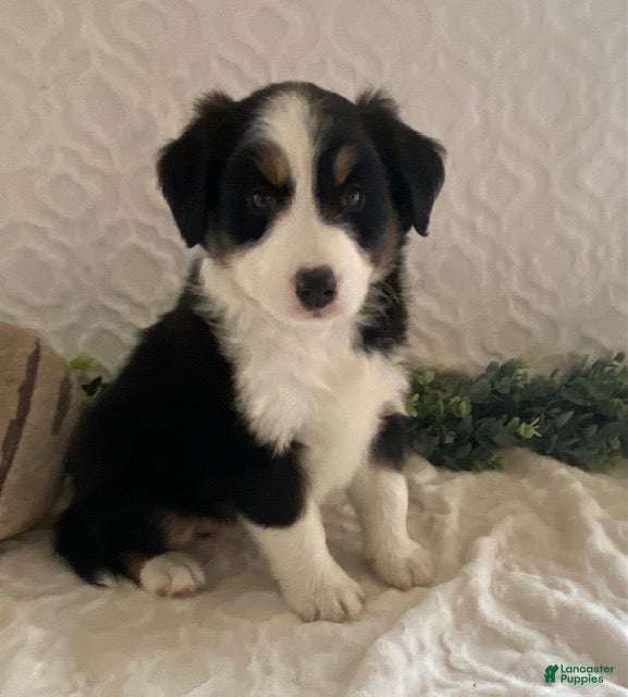 Australian Shepherd dogs Robin - Ad 1