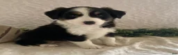 Australian Shepherd dogs for sale: Robin - Ad 1