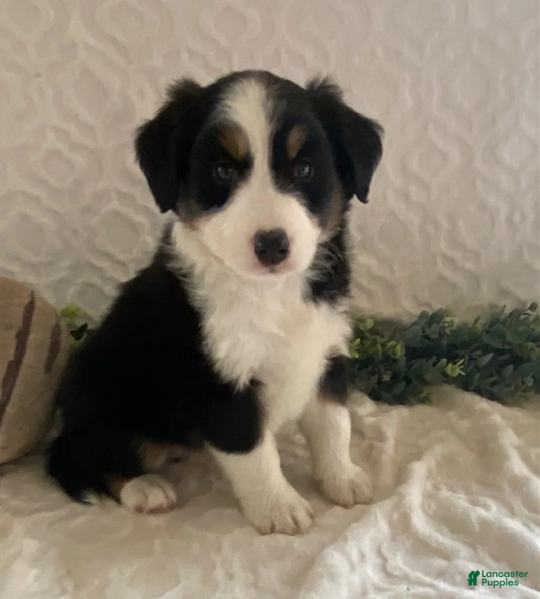 Australian Shepherd dogs for sale: Robin - Ad 1