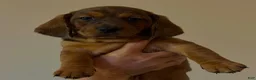 Miniature Dachshund dogs for sale: Eric - Ad 3