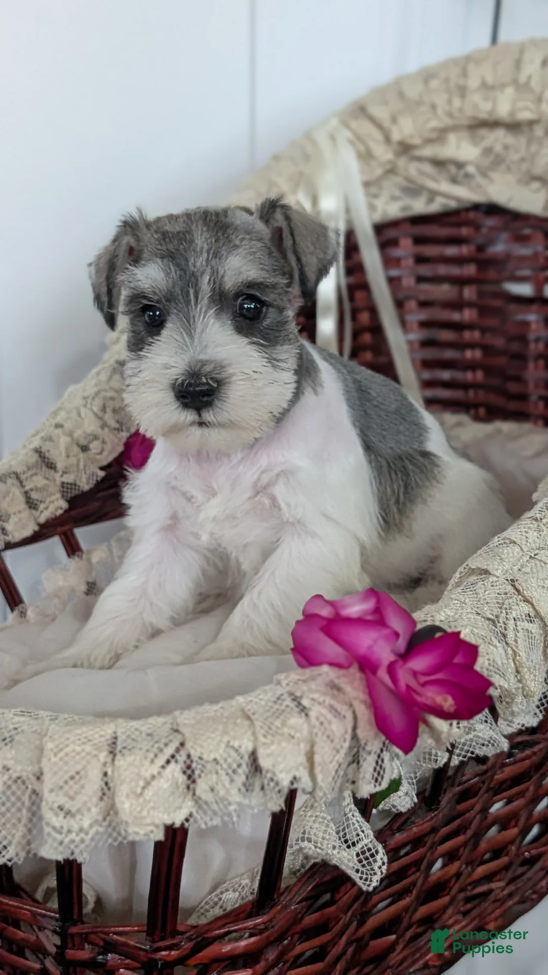 Miniature Schnauzer dogs for sale: Macy - Ad 9