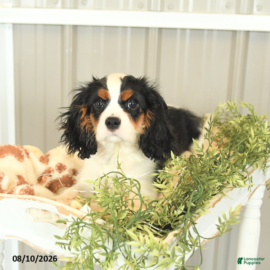 Cavalier King Charles Spaniel dogs Kurt - Ad 2