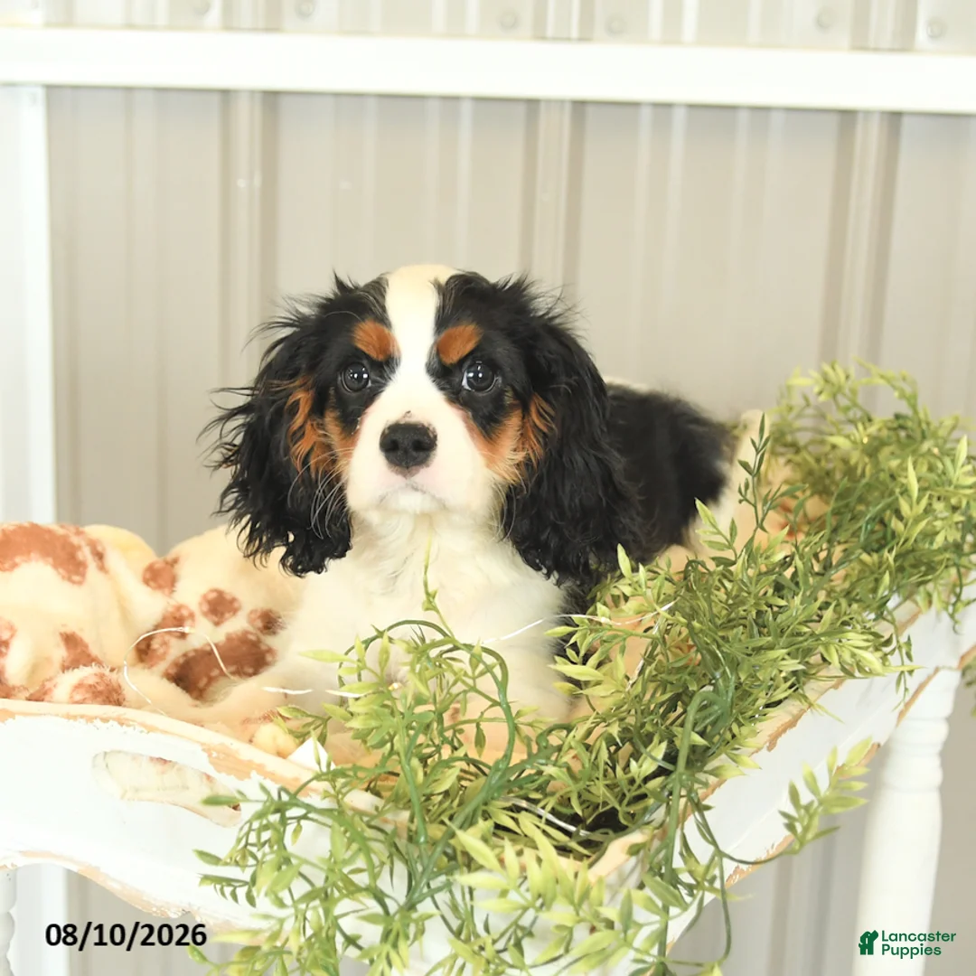 Cavalier King Charles Spaniel dogs for sale: Kurt - Ad 2