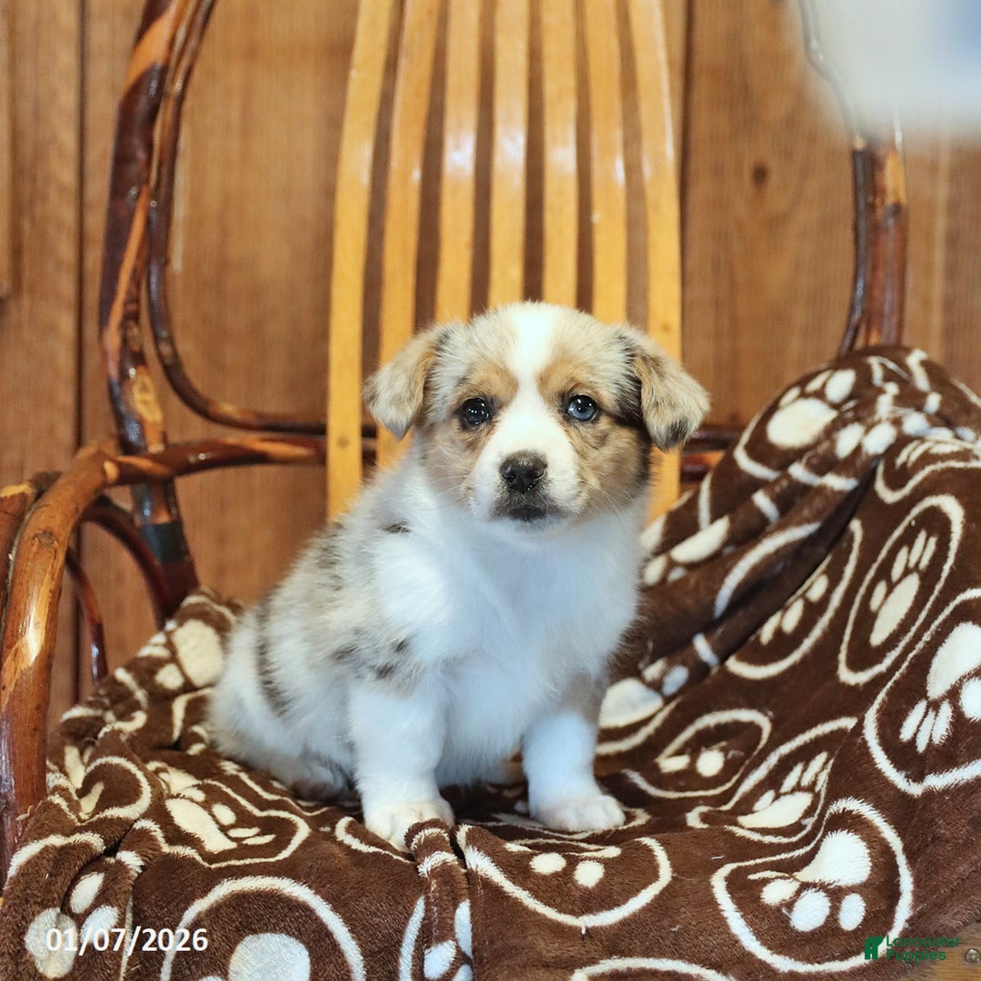 Mixed Breed dogs for sale: Ava  - Ad 3