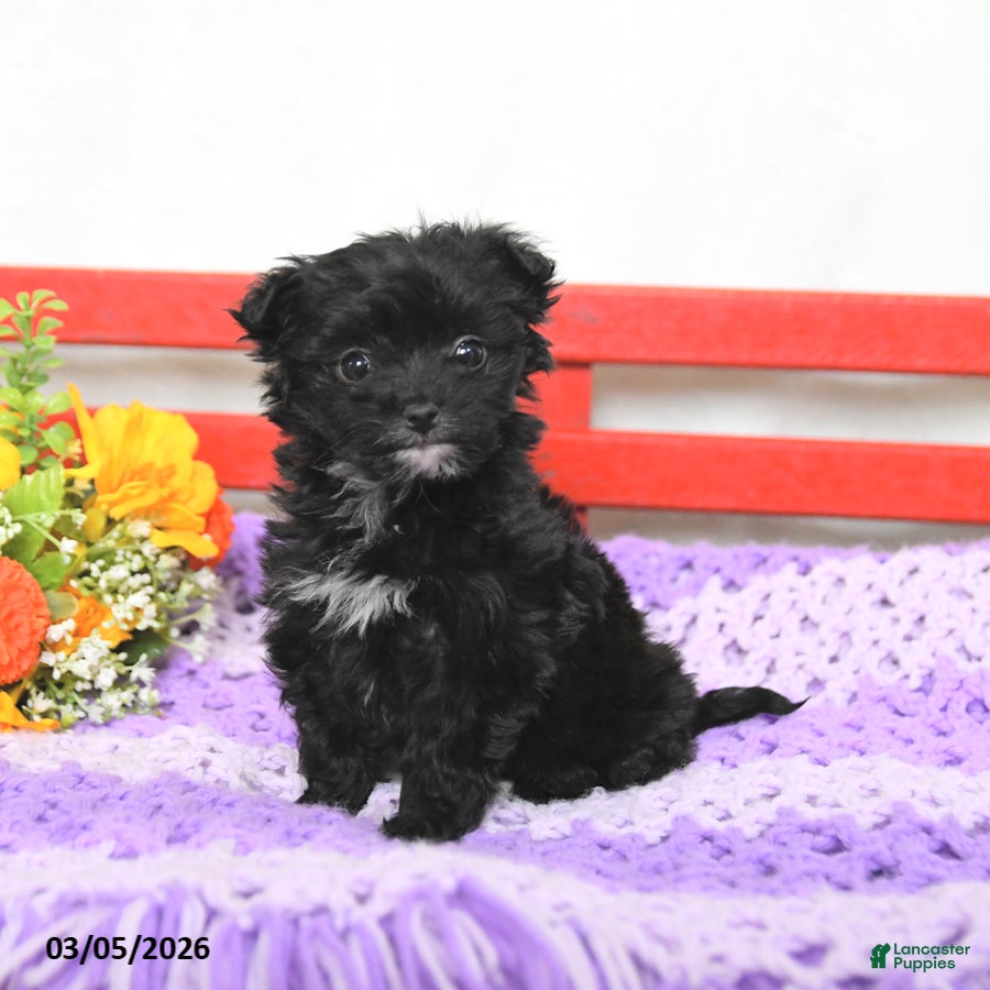 Chipoo dogs Minnie - Ad 2