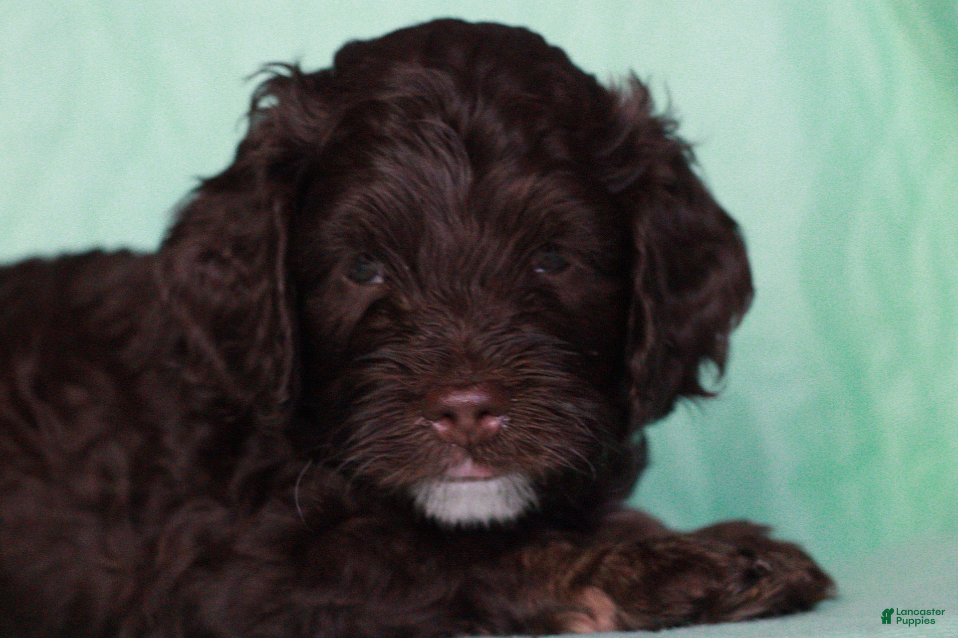 Cockapoo dogs Cockapoo Puppy 1 - Ad 42