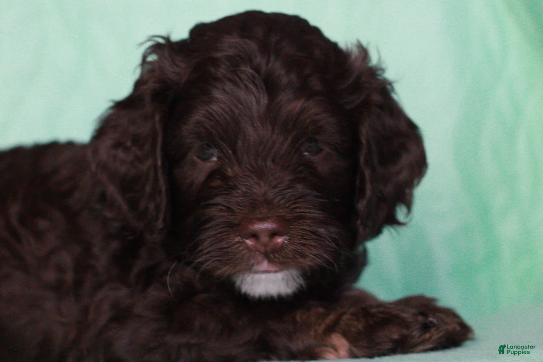 Cockapoo dogs for sale: Cockapoo Puppy 1 - Ad 1