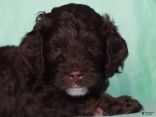 Cockapoo dogs Cockapoo Puppy 1 - Ad 42