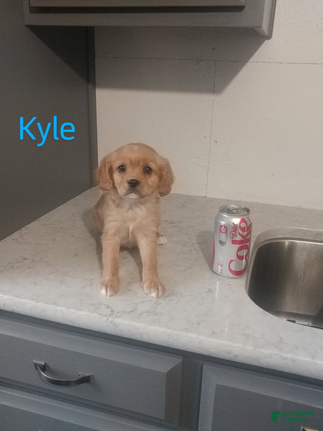 Mixed Breed dogs for sale: Kyle - Ad 1
