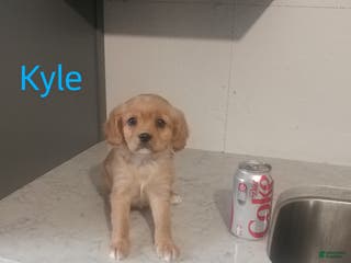 Mixed Breed dogs Kyle - Ad 34