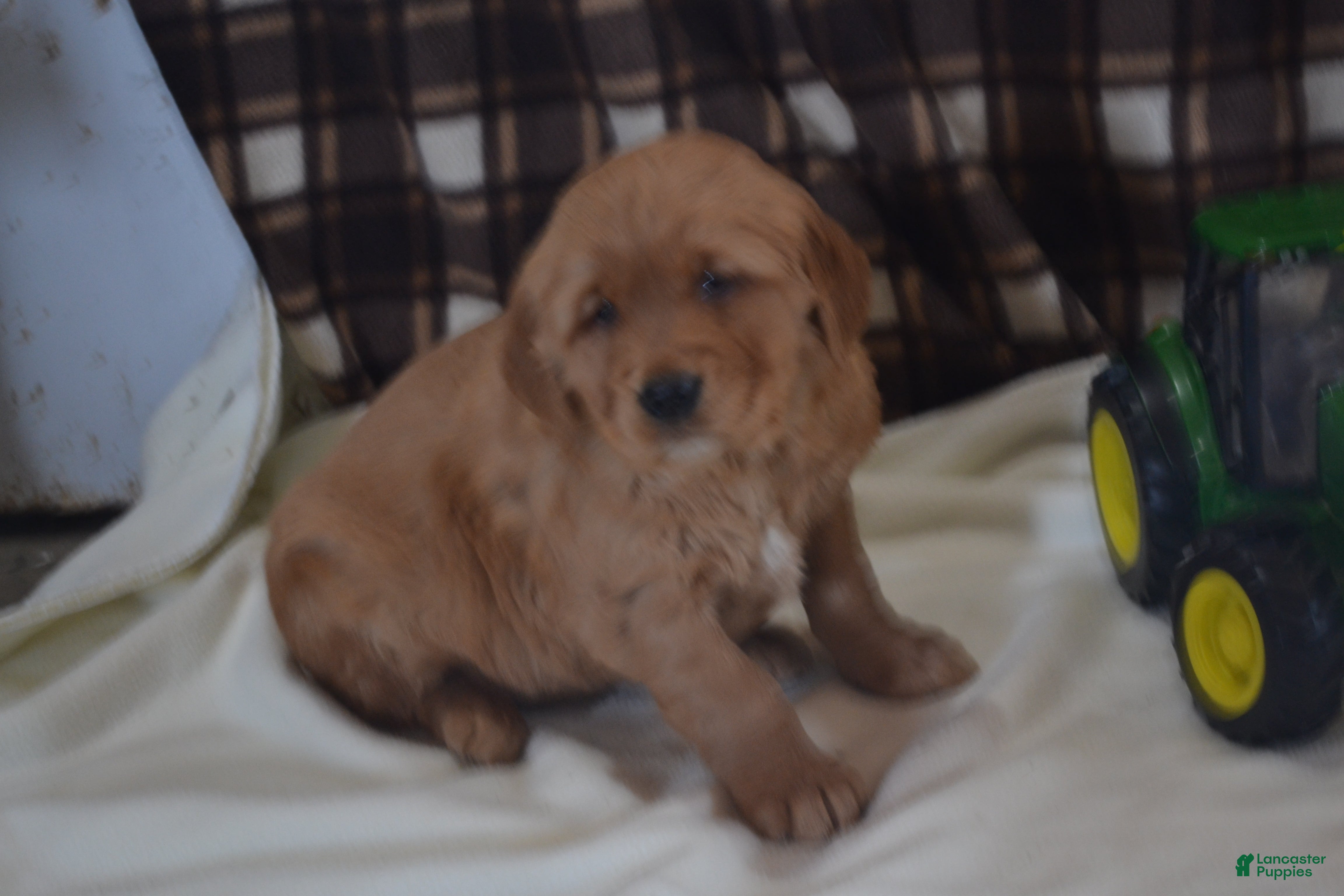Golden Retriever dogs Rascal - Ad 12