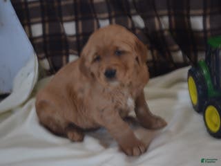 Golden Retriever dogs Rascal - Ad 22